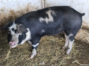 porci de carne  - imagine 2