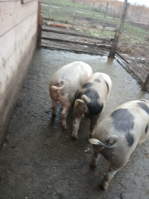 Vand Porci de Craciun - imagine 3