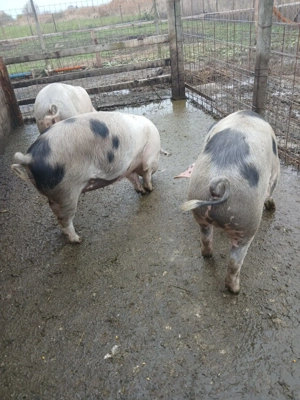 Vand Porci de Craciun - imagine 4