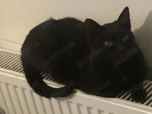 Dată dispărută de 4 zile 