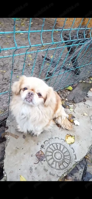 Cățelușii pikinez DEPARAZITAȚI    - imagine 4