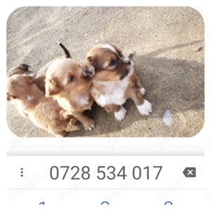 Cățelușii pikinez DEPARAZITAȚI   