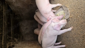 Soldani 50 60 kg de vanzare  - imagine 2