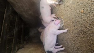 Soldani 50 60 kg de vanzare  - imagine 4