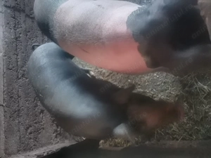 De vânzare un porc la alegere aproximativ 150kg ,cu posibilitatea de transport.Pret15lei kg. - imagine 3