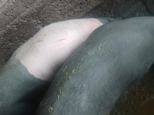 De vânzare un porc la alegere aproximativ 150kg ,cu posibilitatea de transport.Pret15lei kg. - imagine 2