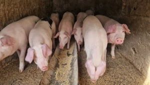 Soldani 50 60 kg de vanzare  - imagine 5