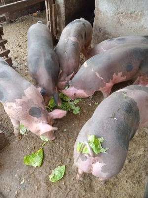 Vand porci pietrean 100kg - imagine 2