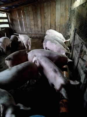 porci de vânzare  - imagine 4