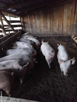 porci de vânzare  - imagine 2