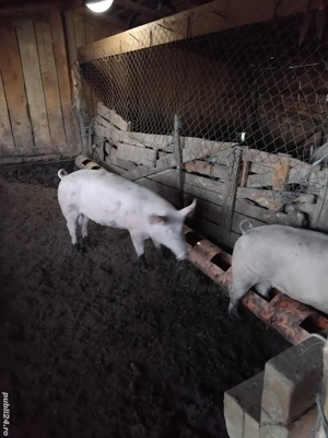 porci de vânzare  - imagine 3