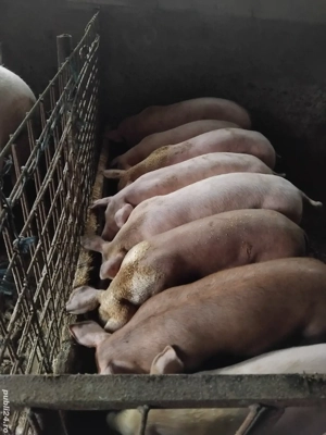 porci de vânzare 