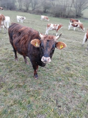 Junica de vaca deosebita 