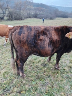 Junica de vaca deosebita  - imagine 2