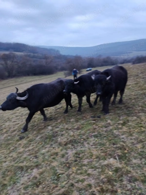 Bivolite , taurasi de bivol