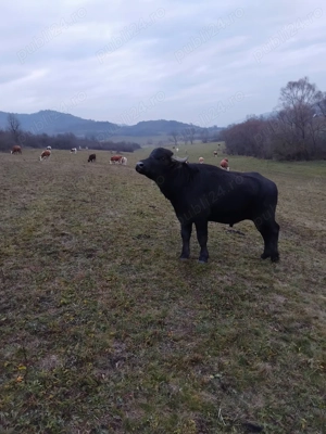 Bivolite , taurasi de bivol - imagine 2