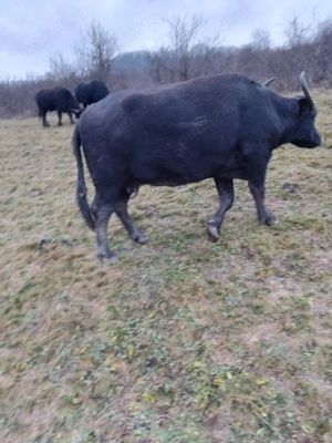 Bivolite , taurasi de bivol - imagine 4