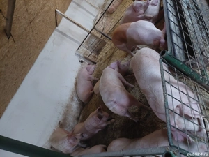 porci de vanzare  - imagine 2