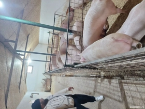 porci de vanzare  - imagine 5