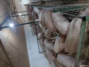 porci de vanzare  - imagine 4