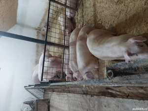 porci de vanzare  - imagine 3