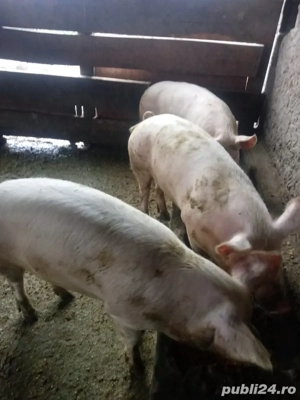 vand porci pentru craciun - imagine 3