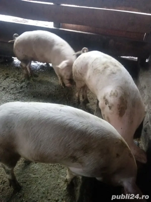 vand porci pentru craciun