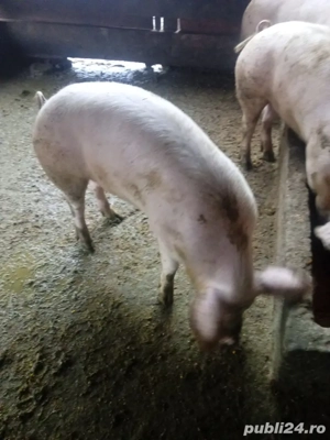 vand porci pentru craciun - imagine 2