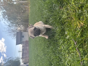 Pui mops Pug masculi 10 saptamani