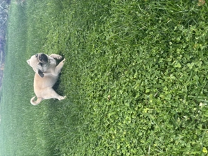 Pui mops Pug masculi 10 saptamani - imagine 5