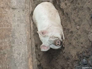 De vanzare porc