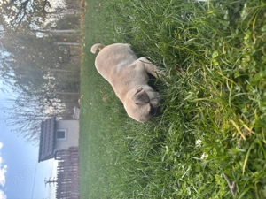 Pui mops Pug masculi 10 saptamani - imagine 3