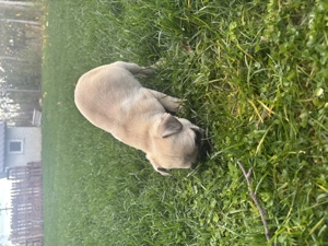 Pui mops Pug masculi 10 saptamani - imagine 4