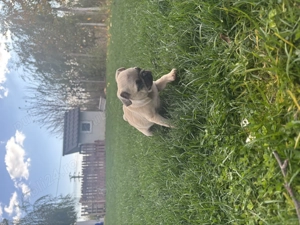 Pui mops Pug masculi 10 saptamani - imagine 2