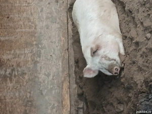De vanzare porc - imagine 2
