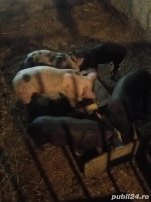 vand purcei petrean belgian 