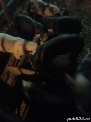 vand purcei petrean belgian  - imagine 3