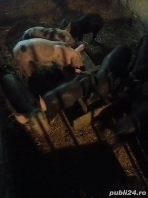 vand purcei petrean belgian  - imagine 2