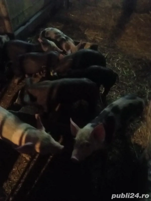 vand purcei petrean belgian  - imagine 4