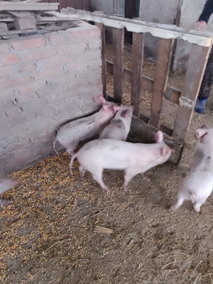 Vind Purcei Doua Luni  - imagine 2