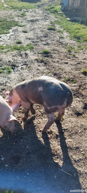 porc pietrain  - imagine 2