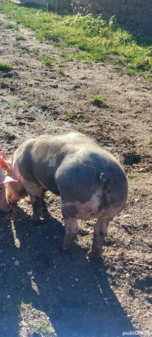 porc pietrain  - imagine 3