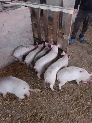 Vind Purcei Doua Luni 