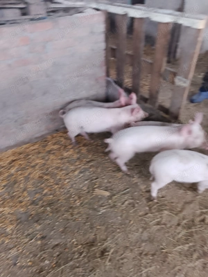 Vind Purcei Doua Luni  - imagine 3