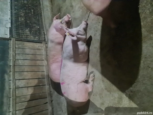 porci de vanzare - imagine 3