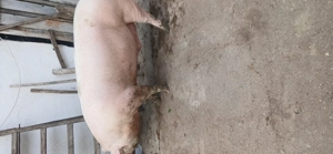 Porc de vanzare,pietrean din seringa cu marele alb,aproximativ +-180 kg,13 lei kg,Com apateu - imagine 3
