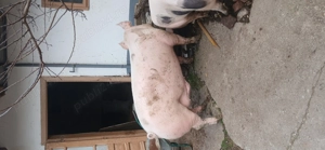 Porc de vanzare,pietrean din seringa cu marele alb,aproximativ +-180 kg,13 lei kg,Com apateu