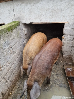 porci de vanzare - imagine 2
