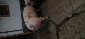 Porc de vanzare,pietrean din seringa cu marele alb,aproximativ +-180 kg,13 lei kg,Com apateu - imagine 4