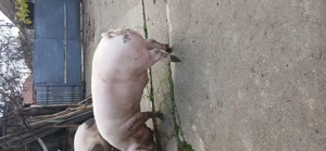 Porc de vanzare,pietrean din seringa cu marele alb,aproximativ +-180 kg,13 lei kg,Com apateu - imagine 2
